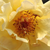 Żółty  - Róże parkowe - Postillion ®